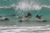 Commerson's Dolphins forage in the surf on the beach, between playing with the zodiacs. Saunders Island. The Falklands.
