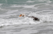 Male Flightless Steamer Duck dives through a wave in the Falkland Islands