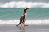 Gentoo Penguin, clean and wet from the surf at The Neck, Saunders Island The Falklands