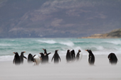 Gentoo Penguins, with sand blowing around their feet. The Neck, Saunders Island The Falklands
