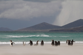 Gentoo Penguins stand in blowing sand on a stormy beach with a snow shower on the hills behind. The Neck, Saunders Is. The Falklands
