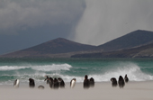 Gentoo Penguins stand in blowing sand on a stormy beach with a snow shower on the hills behind. The Neck, Saunders Is. The Falklands