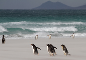 Gentoo Penguins rush around in blowing sand on a stormy beach. The Neck, Saunders Is. The Falklands