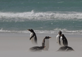 Gentoo Penguins stand around in blowing sand on a stormy beach. The Neck, Saunders Is. The Falklands