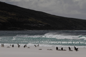 Gentoo Penguins stand around in blowing sand on a stormy beach. The Neck, Saunders Is. The Falklands