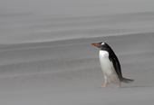 Gentoo Penguin walks into the wind and blowing sand on a stormy beach. The Neck, Saunders Is. The Falklands