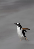 Gentoo Penguin walks into the wind and blowing sand on a stormy beach. The Neck, Saunders Is. The Falklands