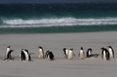 Gentoo Penguins stand in blowing sand on a stormy beach. The Neck, Saunders Is. The Falklands