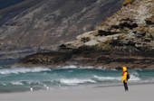 Tourist and Gentoo Penguins stand in blowing sand on a stormy beach. The Neck, Saunders Is. The Falklands
