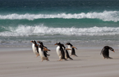 Gentoo Penguins rush around in blowing sand on a stormy beach. The Neck, Saunders Is. The Falklands