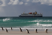 Gentoo Penguins rush around in blowing sand on a stormy beach. The Ocean Nova is anchored off Saunders Is. The Falklands