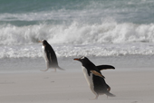 Gentoo Penguins rush around in blowing sand on a stormy beach. The Neck. Saunders Is. The Falklands