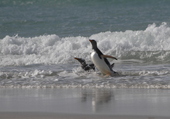 Clean, wet, Gentoo Penguins land on the beach and head for their nest sites. The Neck. Saunders Is. The Falklands