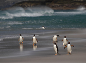 Clean, wet, Gentoo Penguins land on the beach and head for their nest sites. The Neck. Saunders Is. The Falklands
