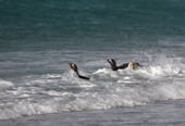 Gentoo Penguins head out to sea to feed. The Neck. Saunders Is. The Falklands