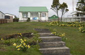 An old, small house with daffodils in the garden. Stanley. The Falkland Islands