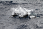 Three Hourglass Dolphins play alongside the ship near the Falkland Islands