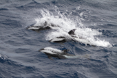Three Hourglass Dolphins play alongside the ship near the Falkland Islands