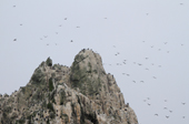 Peak of one of the most inaccesible places in the Southern Ocean. Shag Rocks, covered in lots of Imperial Shags.