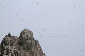 Peak of one of the most inaccesible places in the Southern Ocean. Shag Rocks, covered in lots of Imperial Shags.