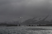 A Wandering Albatross flying over Hog's Mouth Rocks as seen from Prion Island in Bay of Isles. South Georgia.
