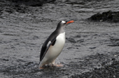 Gentoo Penguin walks out of the sea on Prion Island. Bay of Isles. South Georgia