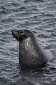 Young male Fur Seal in the water off Prion Isle. South Georgia