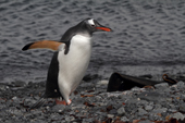 Gentoo Penguin walks out of the sea on Prion Island. Bay of Isles. South Georgia