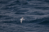 Antarctic Prion flying low as it feeds with others in the waters off Prion Island South Georgia. Sub Antarctic Islands