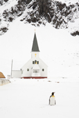 King penguin in the snow in front of Grytviken Church. South Georgia. Sub Antarctic Islands