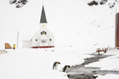 Two King penguins in the snow, crossing the stream in front of Grytviken Church. South Georgia. Sub Antarctic Islands