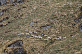 A herd of female and young South Georgia reindeer on a hillside at Godthul. South Georgia. Sub Antarctica