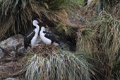 Pair of Imperial Shags, or Blue eyed Shags nesting on Tussock Grass. Godthul. South Geirgia. Sub Antarctica