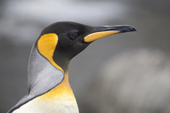 King Penguin Portrait. South Georgia. Sub Antarctic Islands