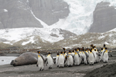 A group of adult King Penguins walk along the shore at Gold Harbour. South Georgia. Sub Antarctica