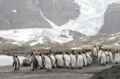 A group of adult King Penguins walk along the shore at Gold Harbour. South Georgia. Sub Antarctica