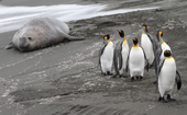 King Penguins walk by an Elephant Seal along the shore at Gold Harbour. South Georgia. Sub Antarctica