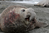 Bull Elephant seal, at the end of the breeding season this one has a badly torn nose. South Georgia. Sub Antarctica