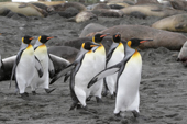 A group of King Penguins hurry along the shore at Gold Harbour. South Georgia. Sub Antarctica