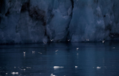 Terns feed by the Drygalski Glacier, South Georgia. Sub Antarctic