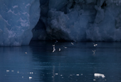 Terns feed by the Drygalski Glacier, South Georgia. Sub Antarctic