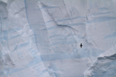 Layers show clearly in a Tabular Iceberg with Giant Petrel. Antarctica