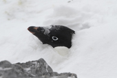 Nesting Adelie Penguin is buried in snow up to its neck. Shingle Cove, Coronation Island, South Orkneys. Antarctica