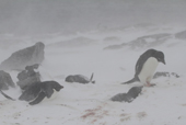 Nesting Adelie Penguins in a snowstorm. Shingle Cove, Coronation Island, South Orkneys. Antarctica