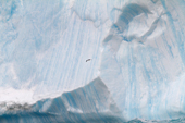 Bands of different coloured ice, showing how layers built up are clearly visible on a tilted tabular iceberg, also Giant Petrel. Antarctica