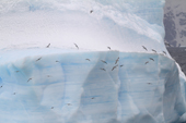 A flock of Antarctic Fulmars fly past an iceberg. Antarctica