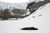 Tourist on the shore under a glacier on the the Whittle Peninsula, Weddell seal in the foreground. Antarctic Peninsula.
