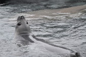 Weddell Seal watches. They can dive down 2,000ft and stay submerged for up to an hour. Antarctica