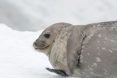 Weddell Seal on ice in profile. They can dive down 2,000ft and stay submerged for up to an hour. Antarctica
