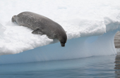 Weddell Seal on ice. They can dive down 2,000ft and stay submerged for up to an hour. Antarctica